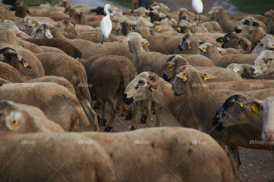 Rebaño de Cabras y Ovejas