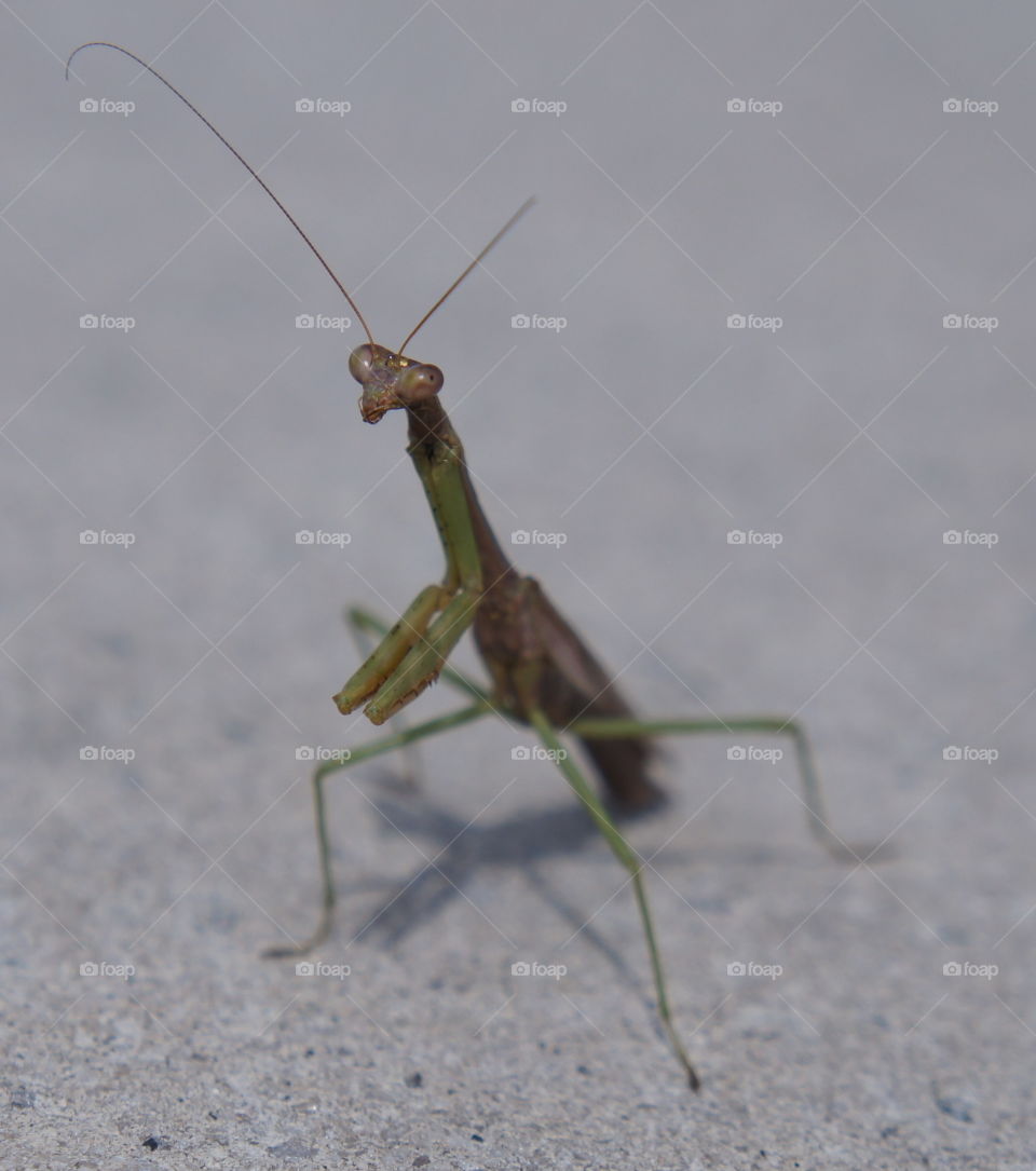 A praying mantis on a concrete wall