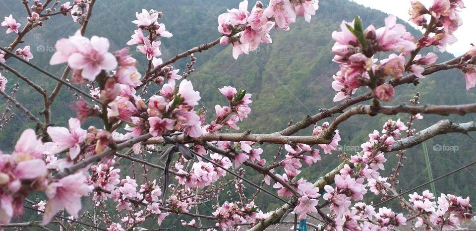 a  fruit flower in the mountain.
