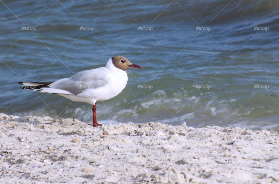A seagull is walking along the seashore