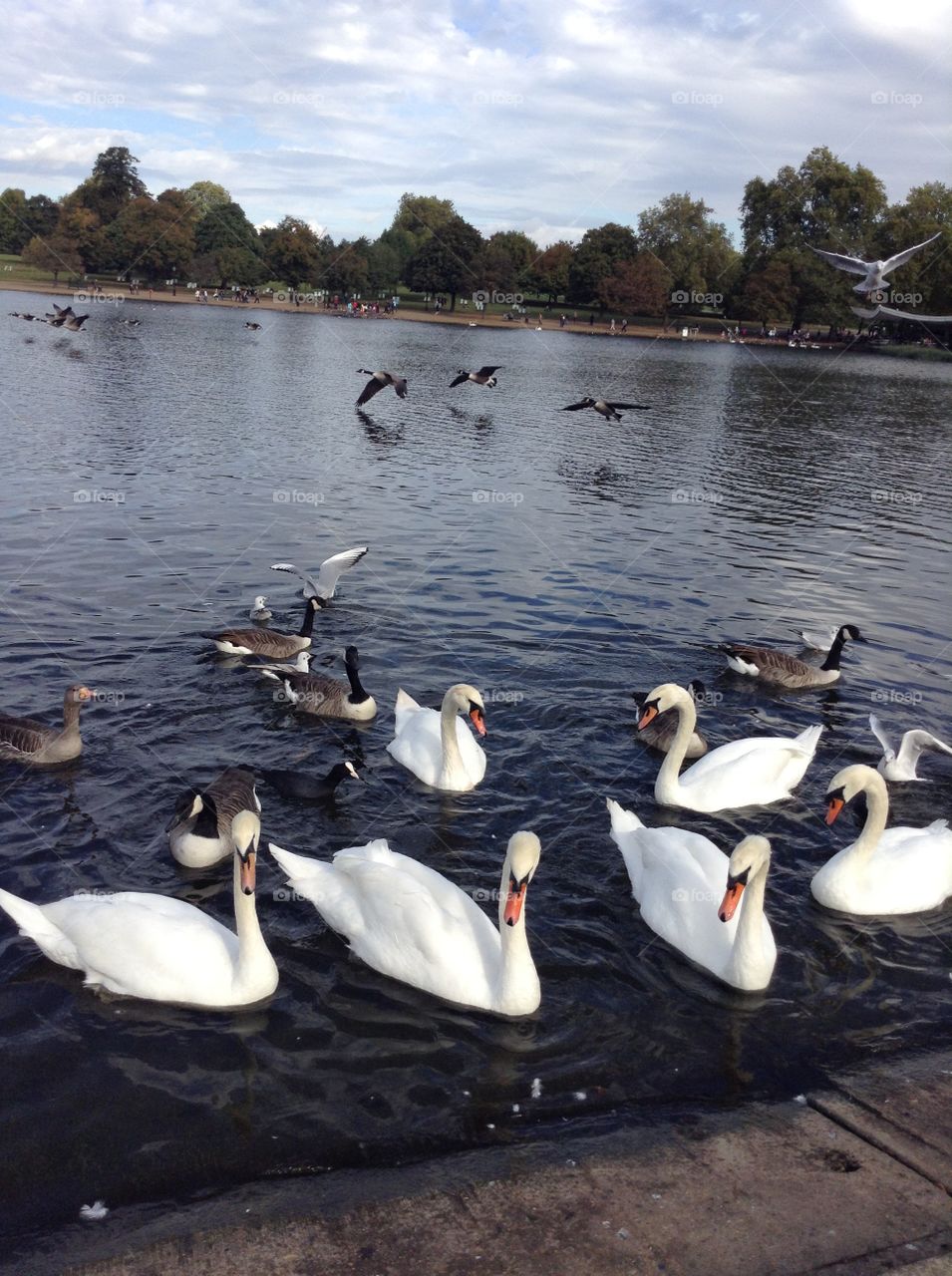 Swans, ducks and doves are swimming peacefully at the Hyde park, London