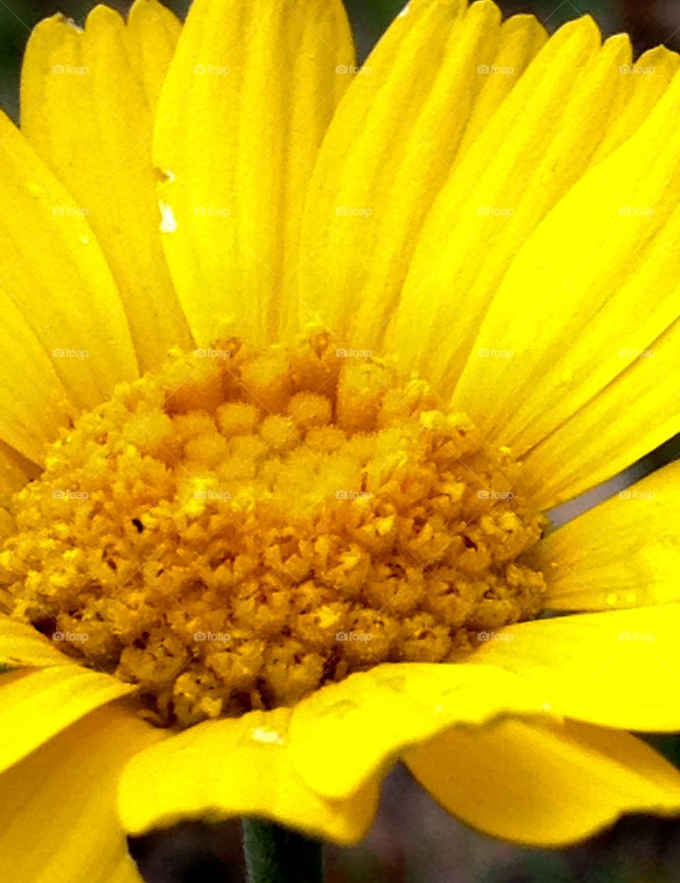 Close up of Texas wildflower. 