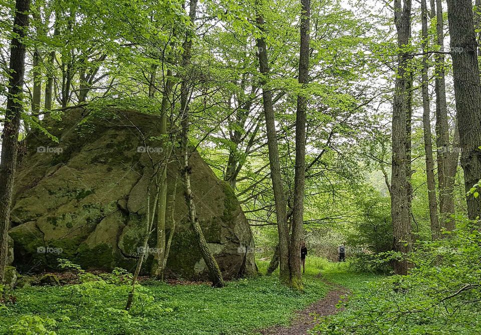 Forrest in south Sweden