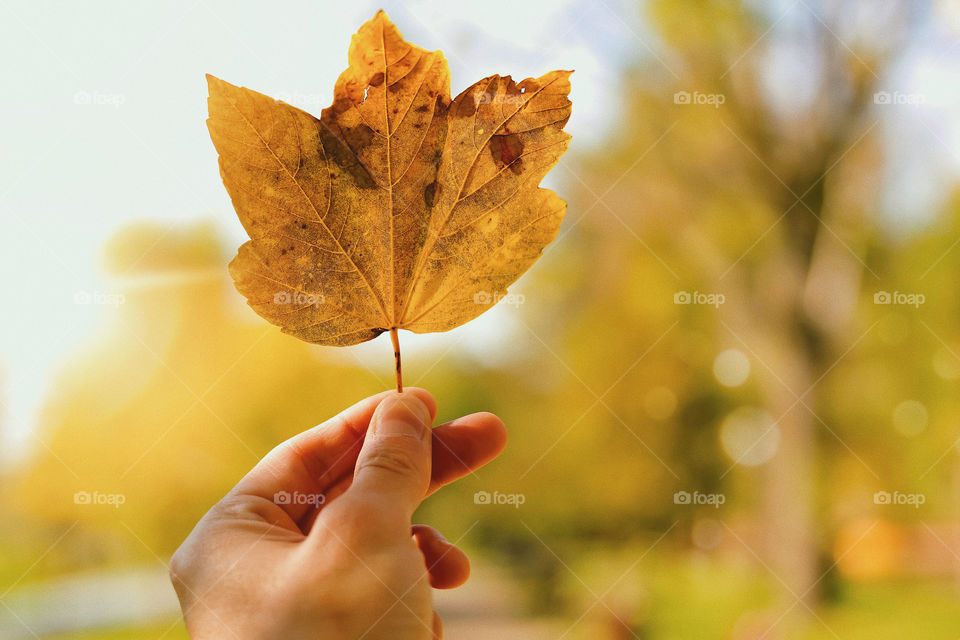 A dried golden leaf being hold onto a autumn background 