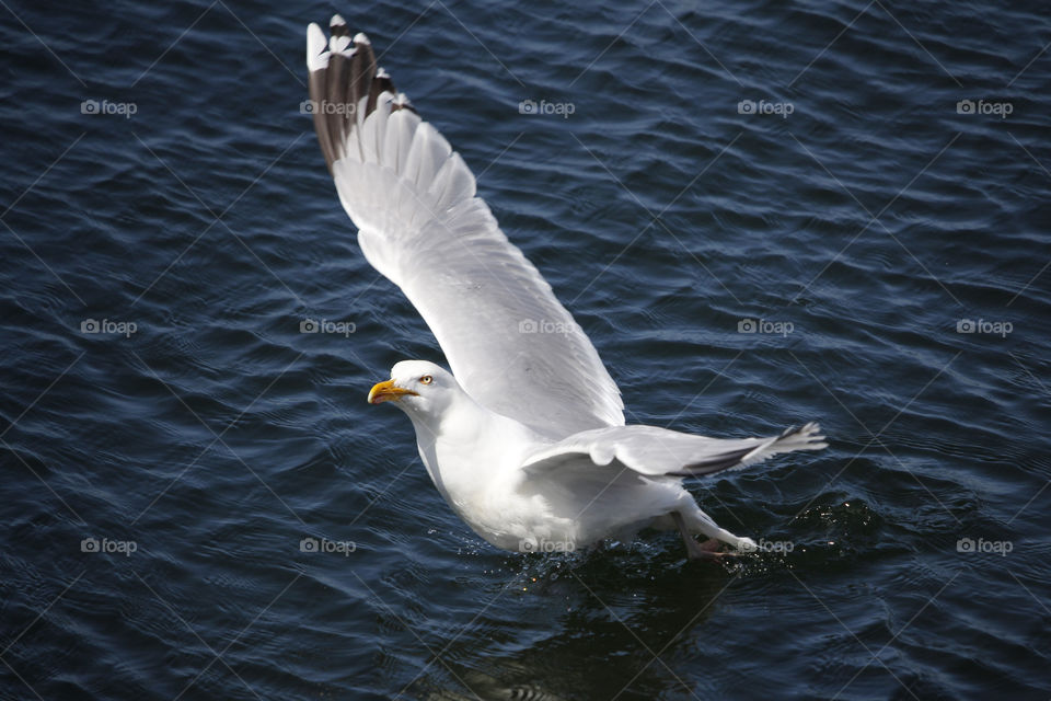 Seagull starts flying from the water, beautiful wings .
Fiskmås lyfter från vattnet 