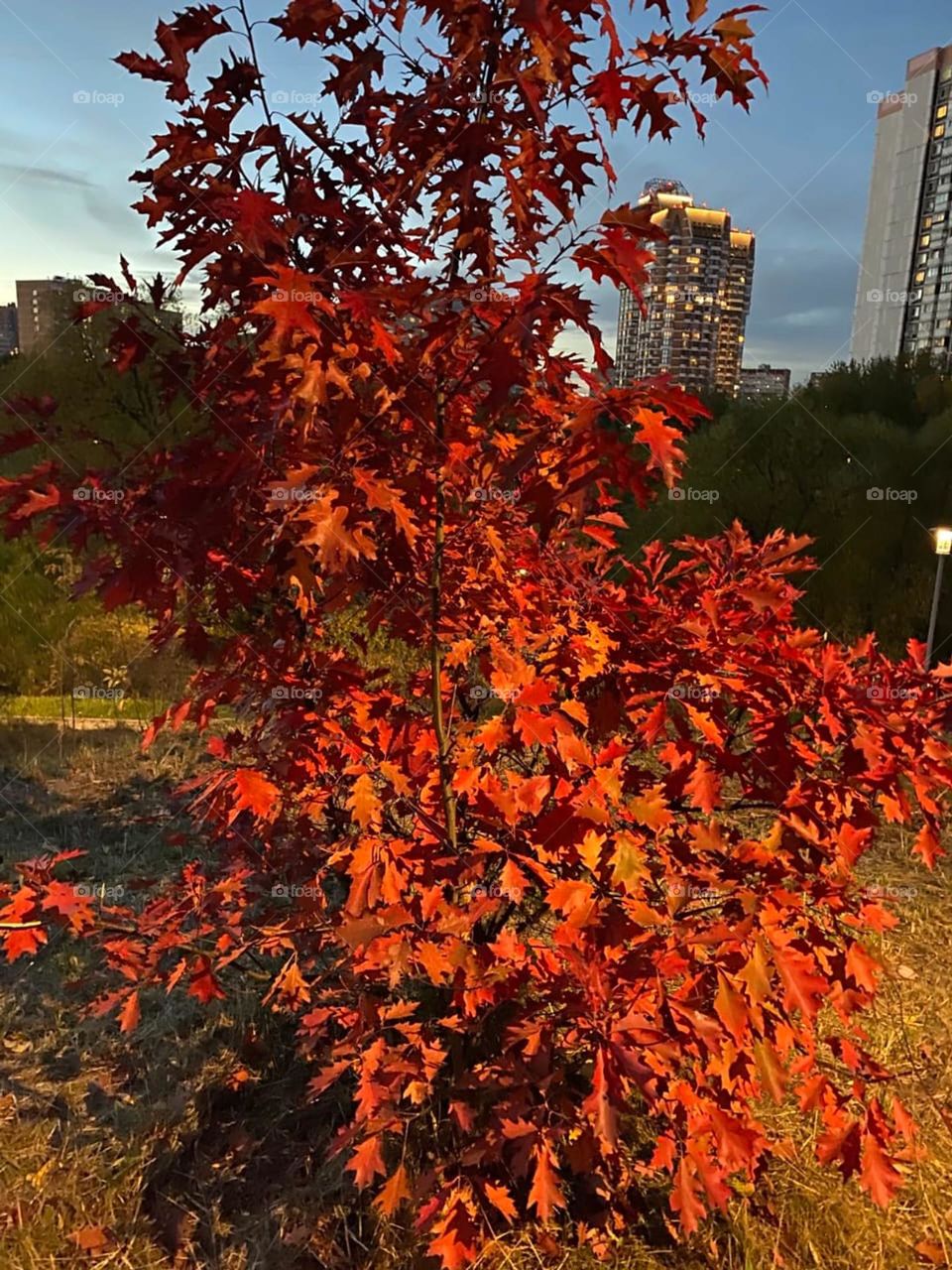 bright maple on an autumn evening in the city