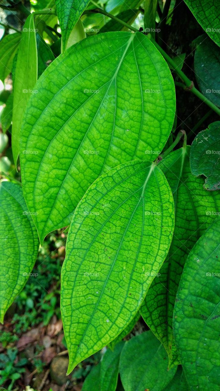 Piper betle grows vines or leans against other tree trunks
