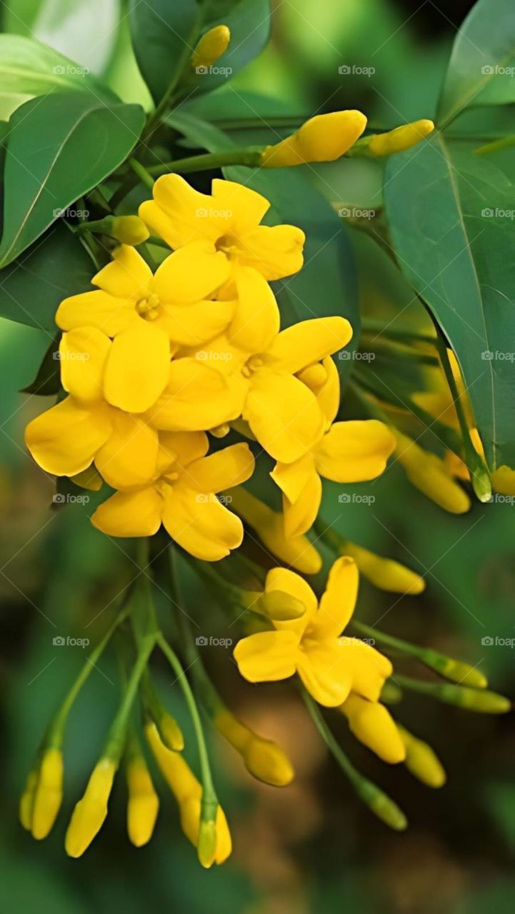 Jasmin yellow