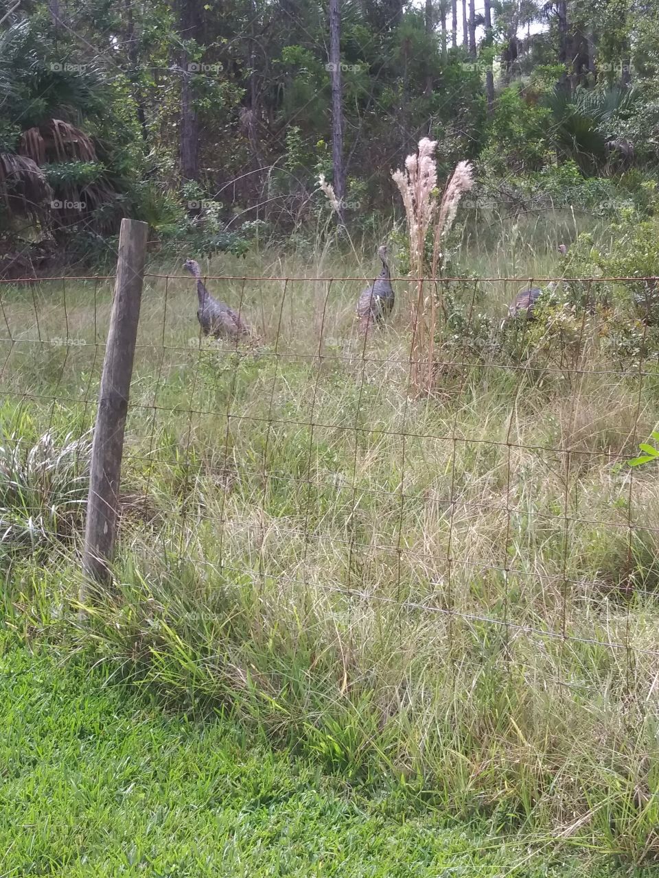wild turkeys in a field