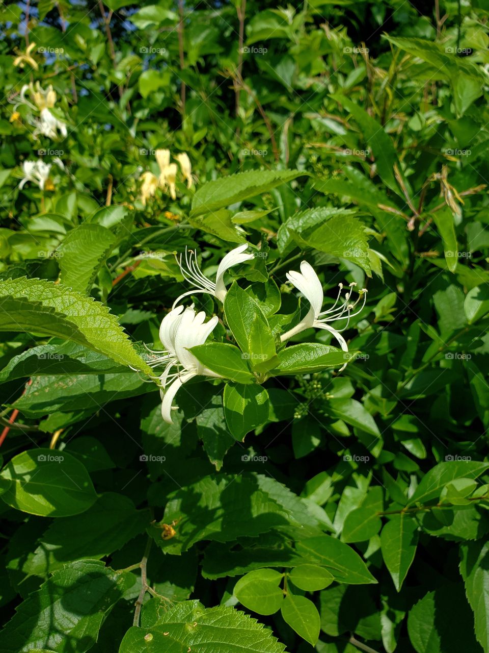 delicate honeysuckle