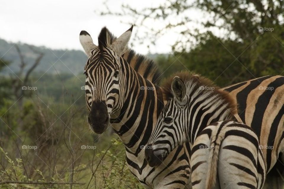 Zebra Mother and Child