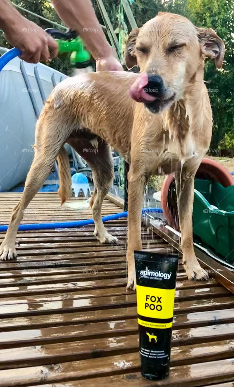 Fox Poo dog shampoo by Animology, makes by boy Pirate smell clean and fresh when he’s been rolling around in fox crap, dead mice and compost! 