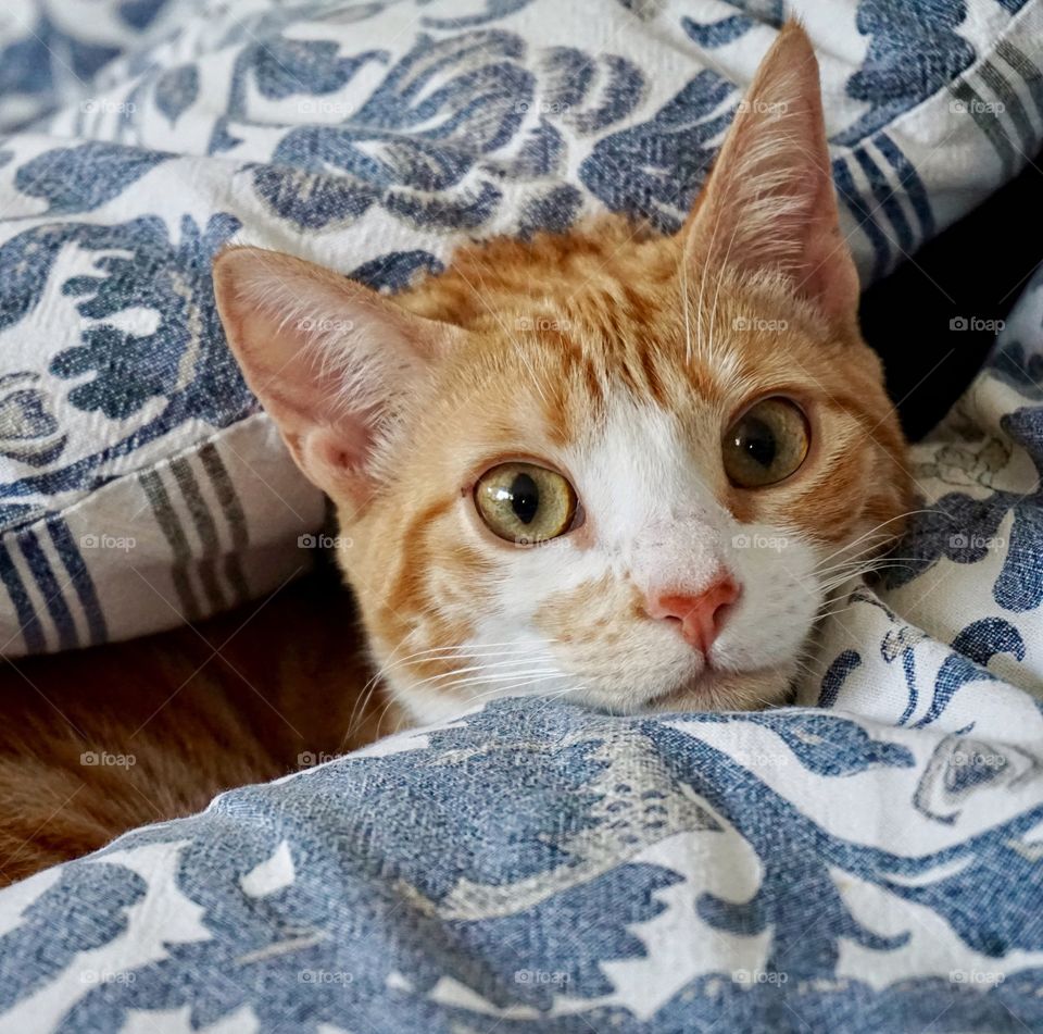 My friend Nicola’s little kitten peeping out from a cushion .. so cute 💕