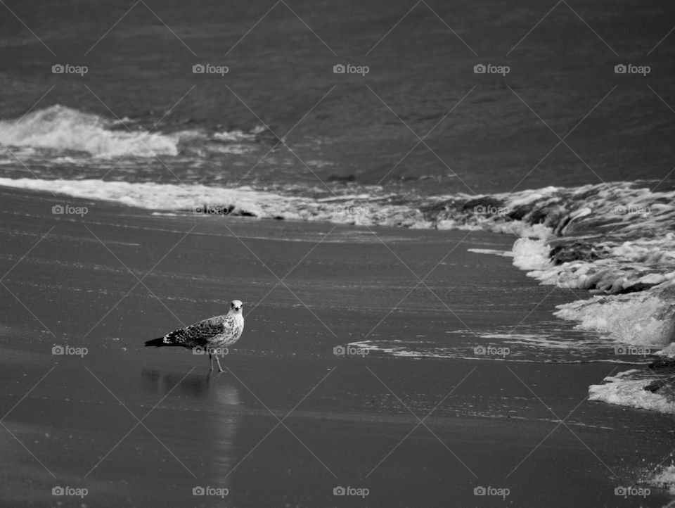 Seagull in black and white 