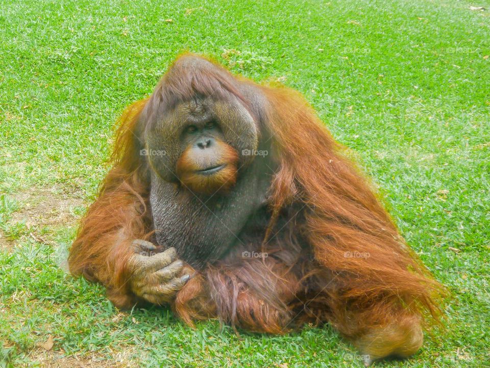 Orangutan sitting on grass