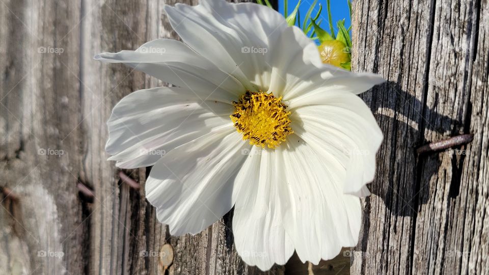 flowers in the fence