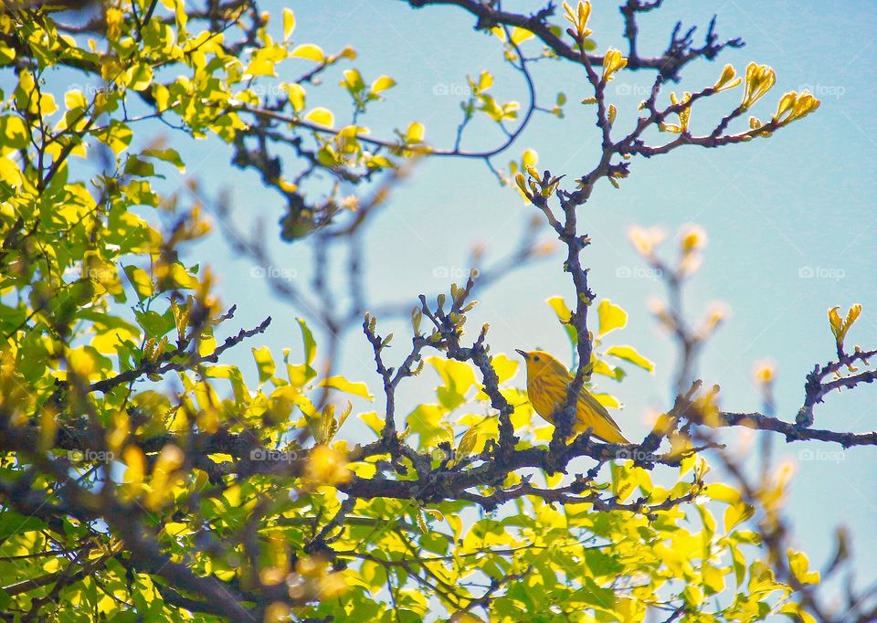 Yellow Warbler camouflage with green and yellow leaves.