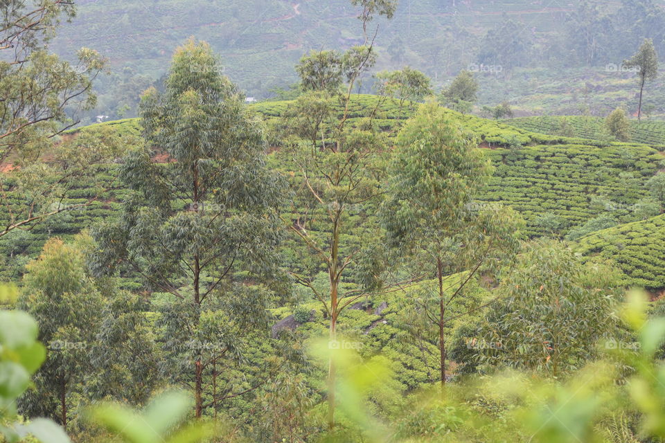 Beauty of a tea plantation estate from hill-top