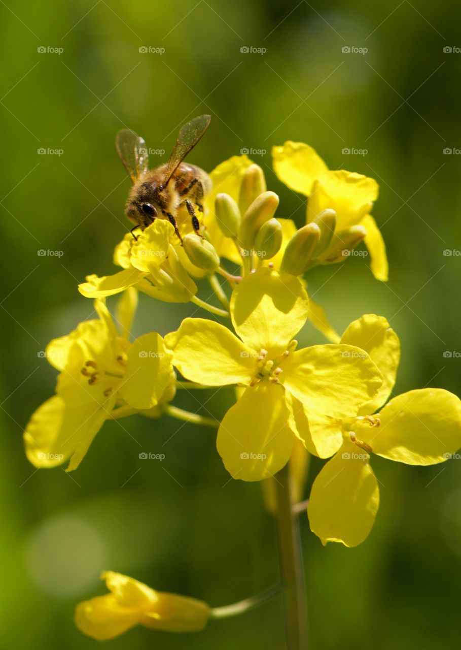 Honeybee Feeding From Flower