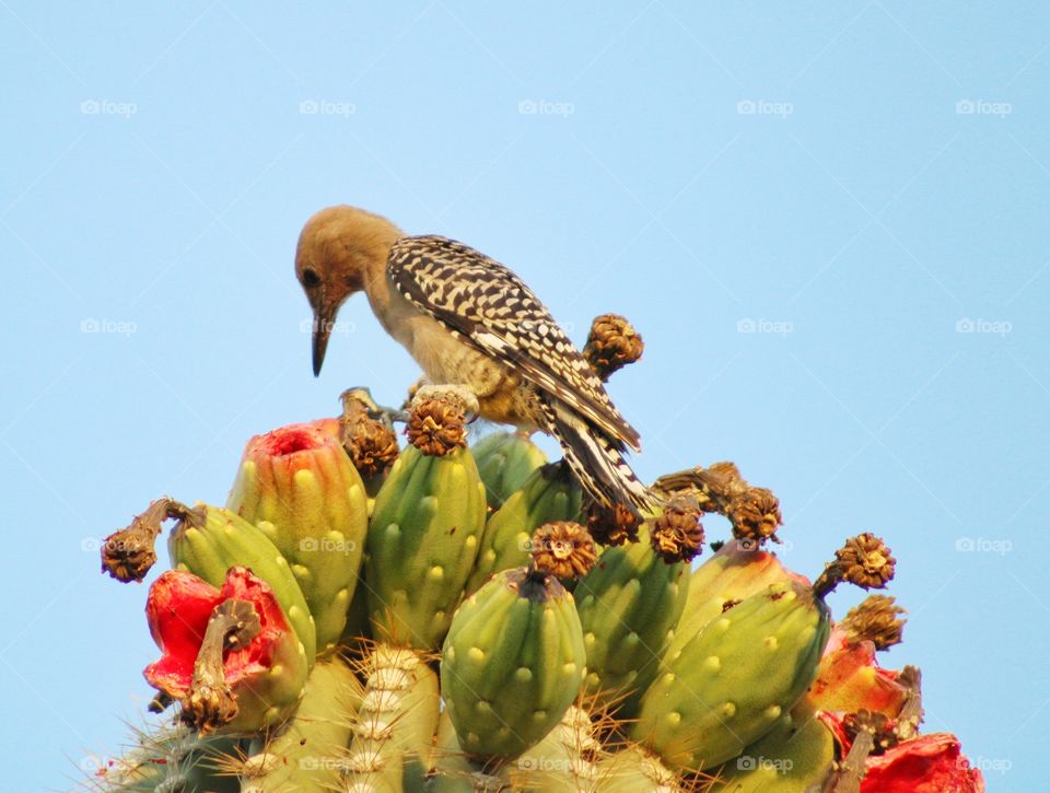 gila woodpecker