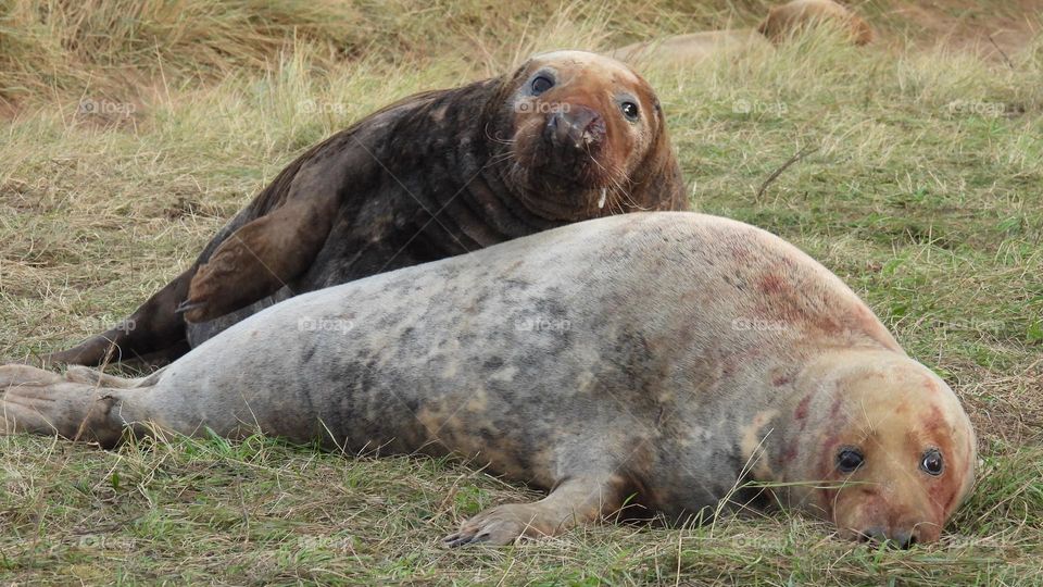 A pair of seals mating on a beach 
