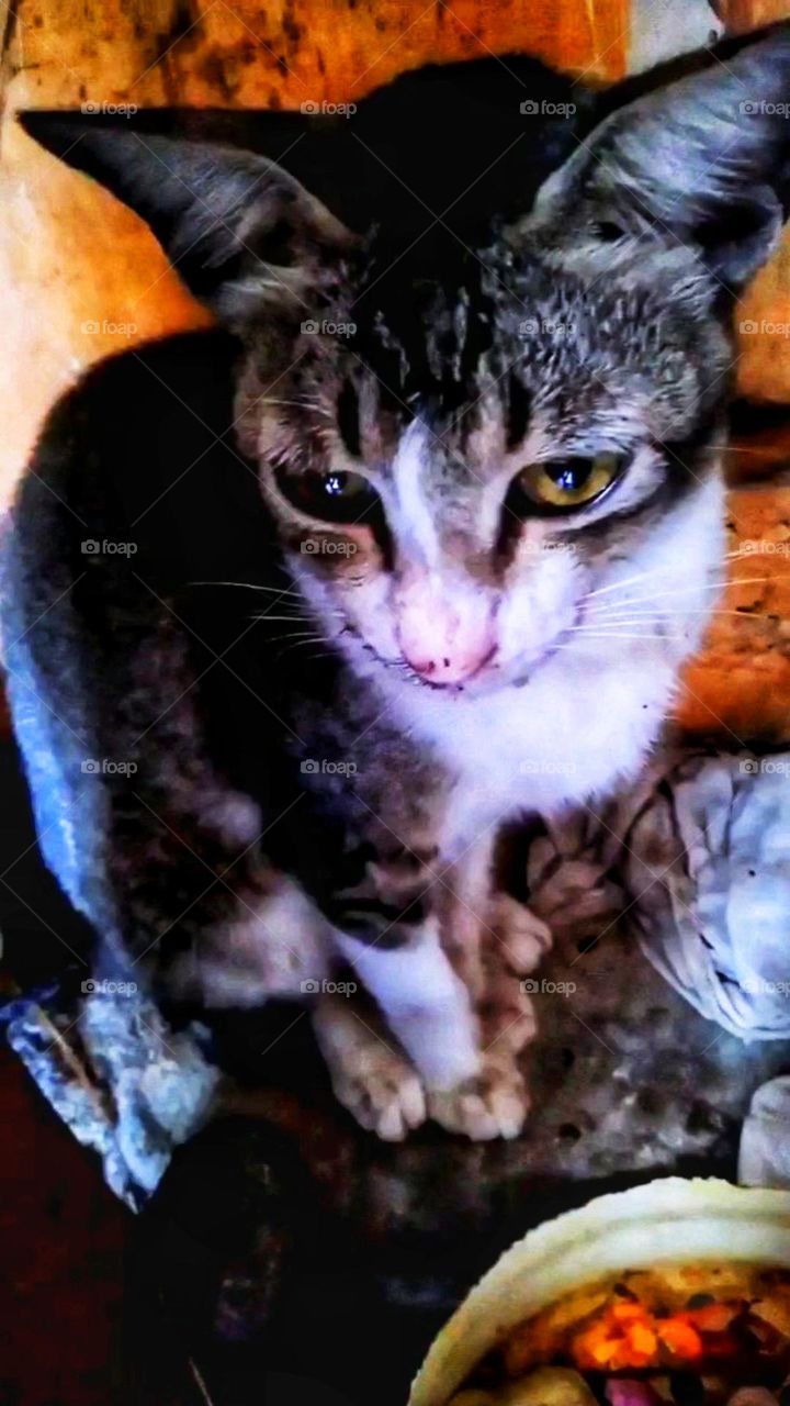 The cat's style is very cute, it makes you happy