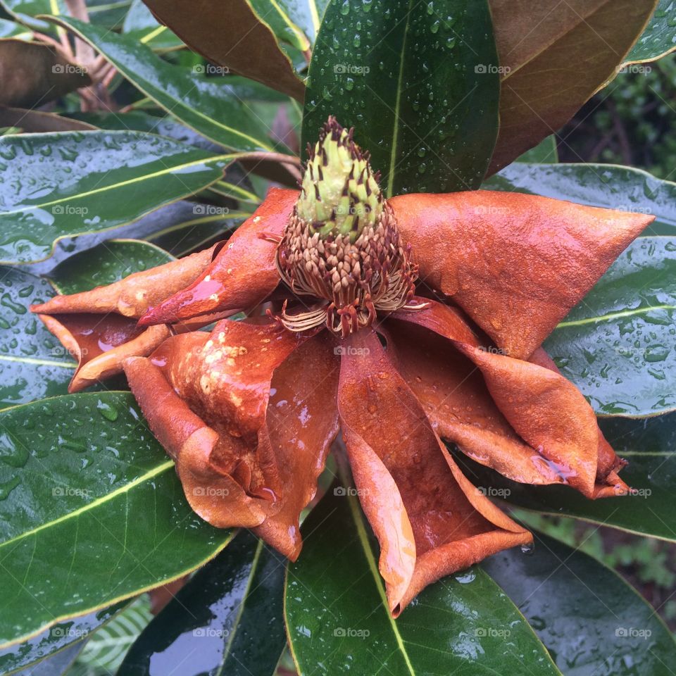 Rain after the bloom
