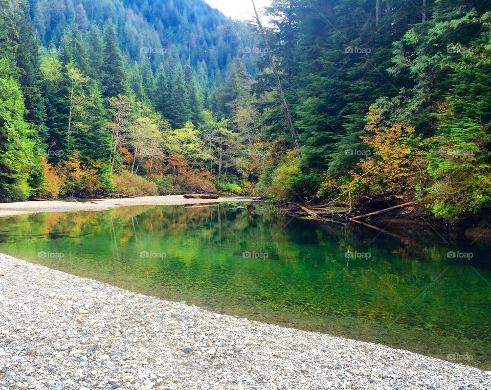 Idyllic view of forest and creek