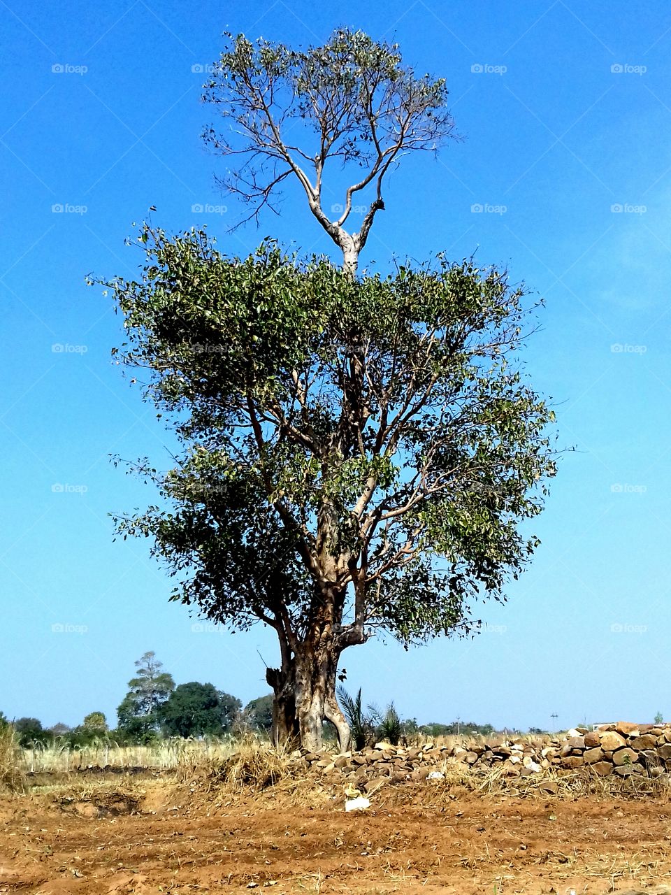 View of a tree in field