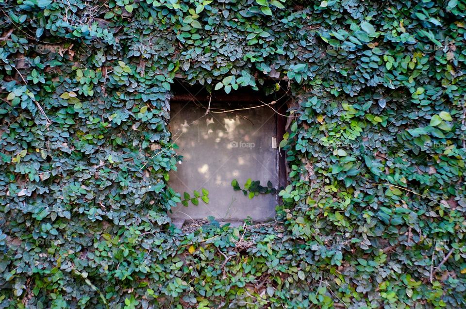 In love with the wall covering a window