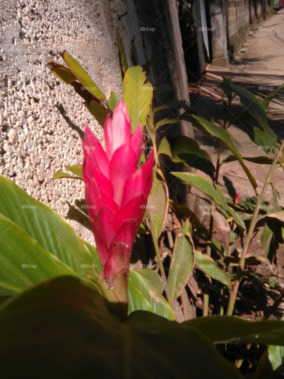 Red colour flowers