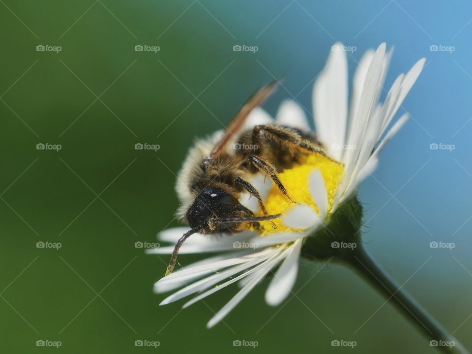 Honey bee searching for nectar