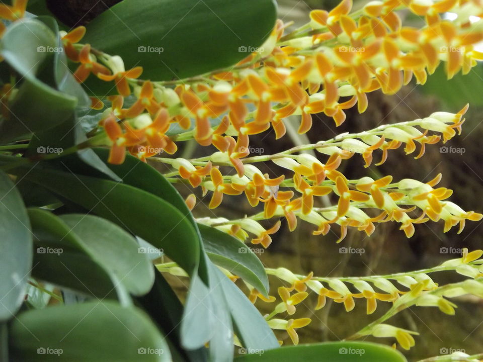 Golden Flowers