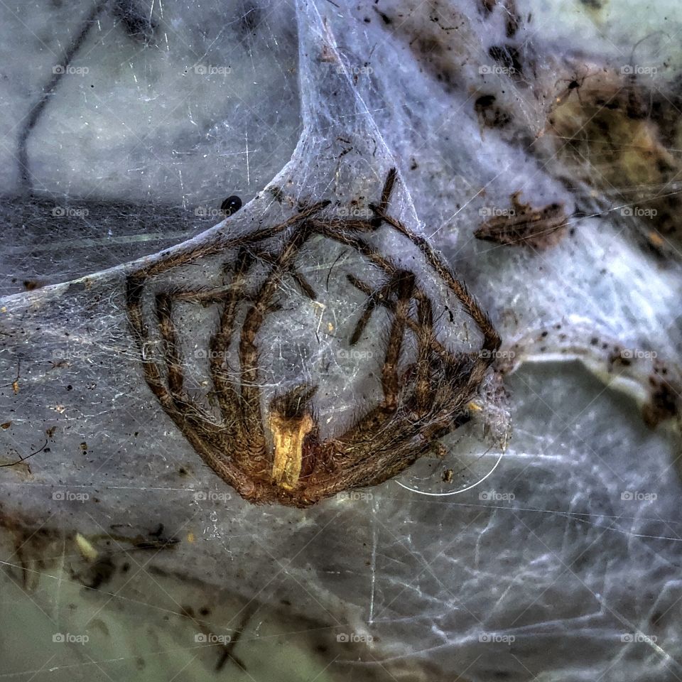 Caught in his own trap- it actually happens more with people than spiders🕷