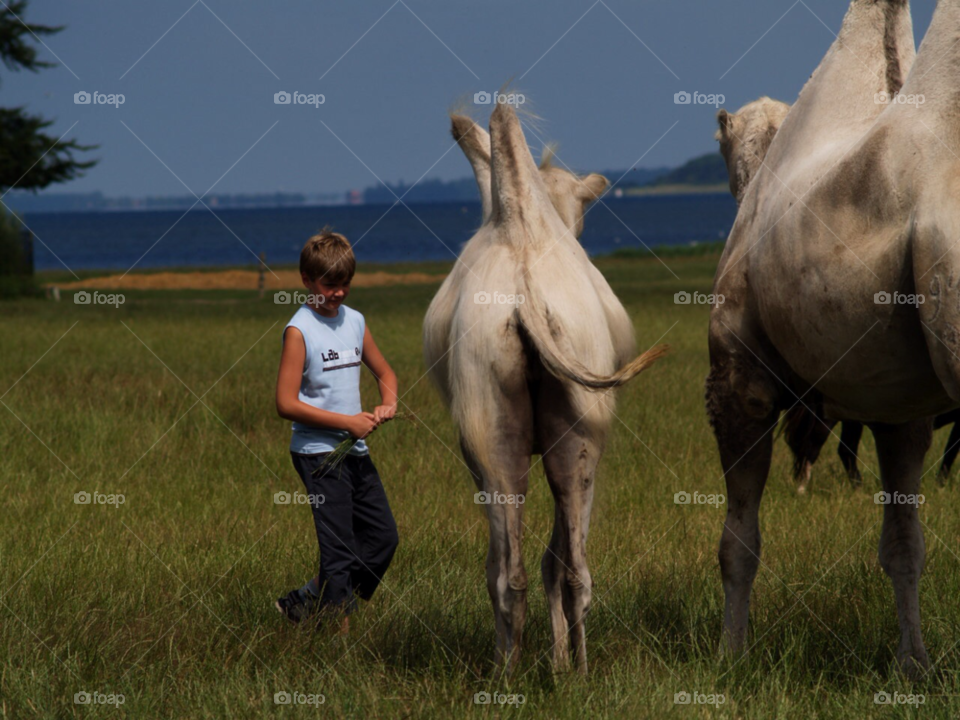 danmark kamel djurpark summer by kalubro