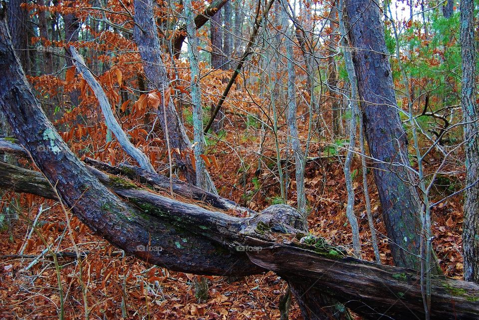 Old tree in the Forest