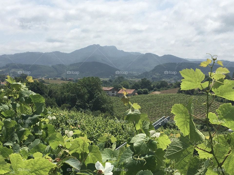 Hiking in vineyard with mountainous landscape 