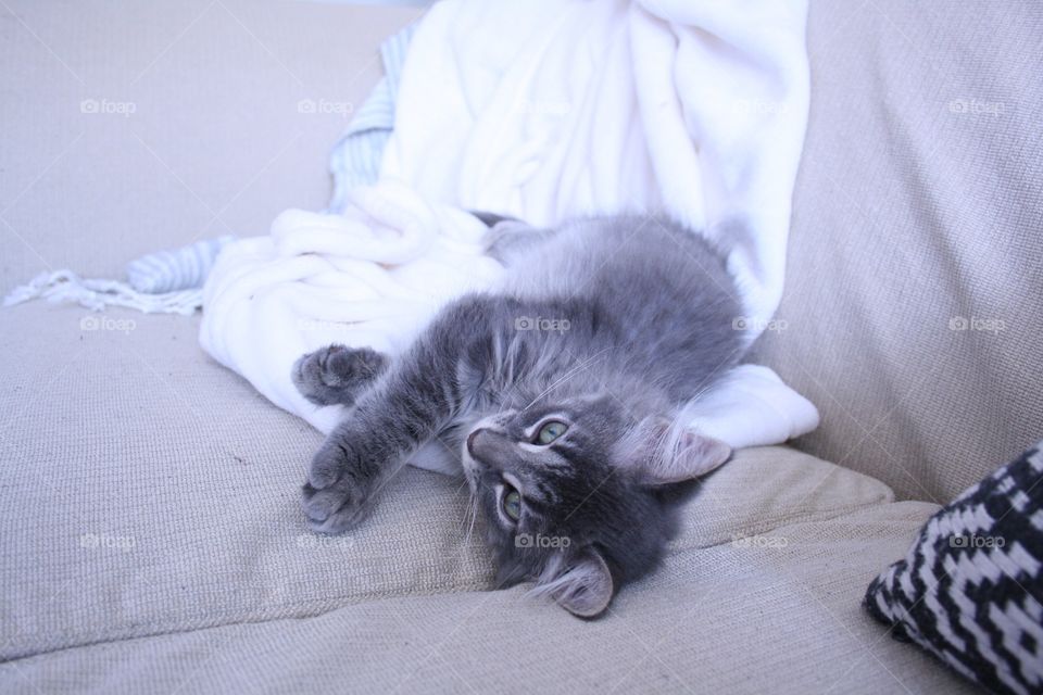 Cuddly grey kitten 