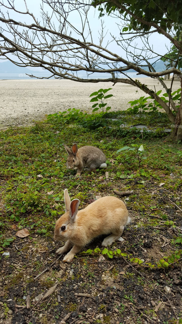 okunoshima island