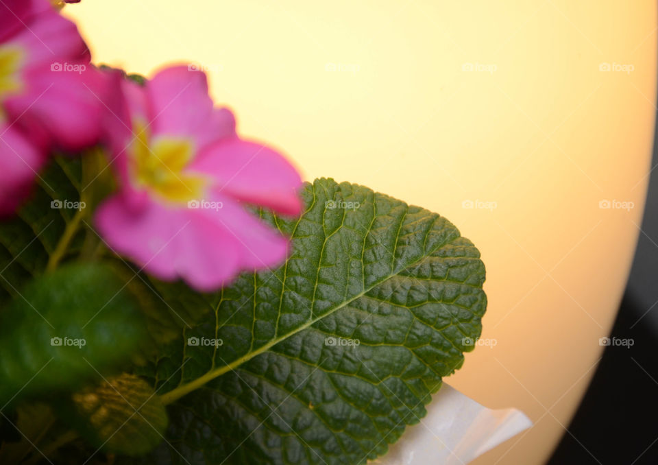 Beautiful close up of a flowers leaf softly lit with a warm yellow glow