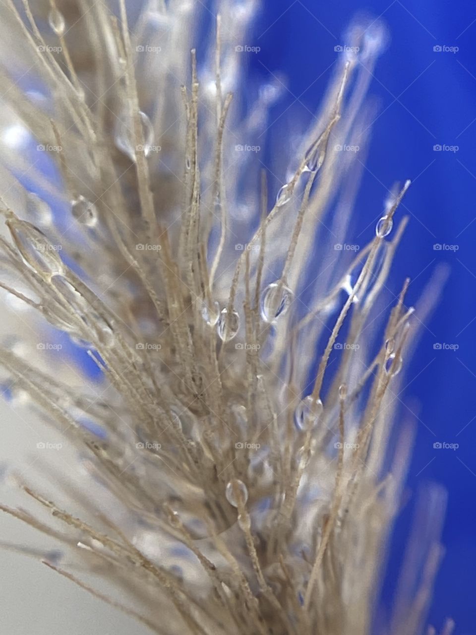 Macro photography- water drops 