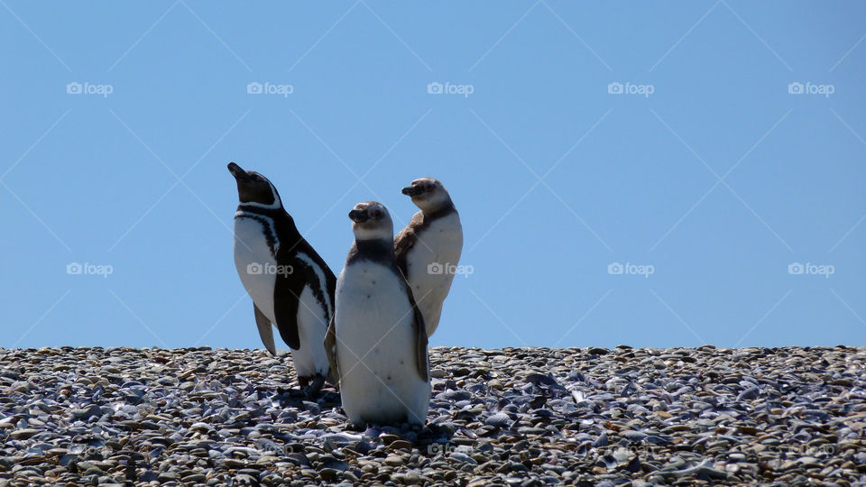 Tres pingüinos