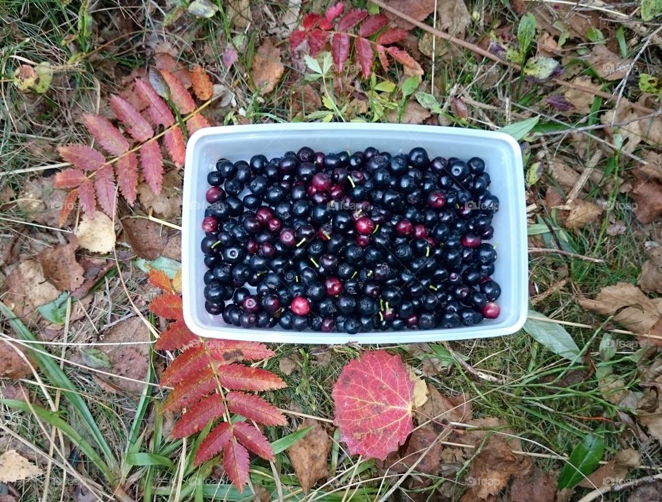 Blueberries. Blueberries