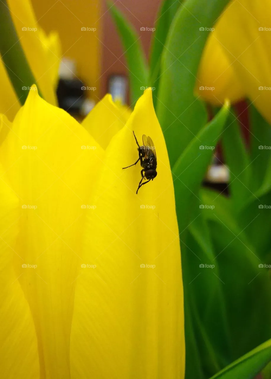 Fly