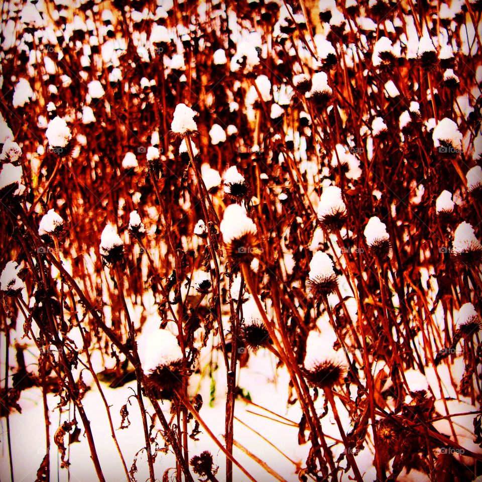 Little drops of snow perfectly placed 