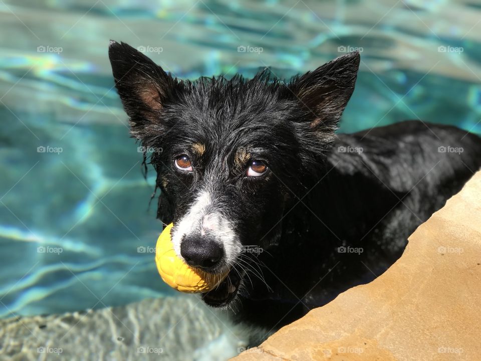 High angle view of canine in swimming pool