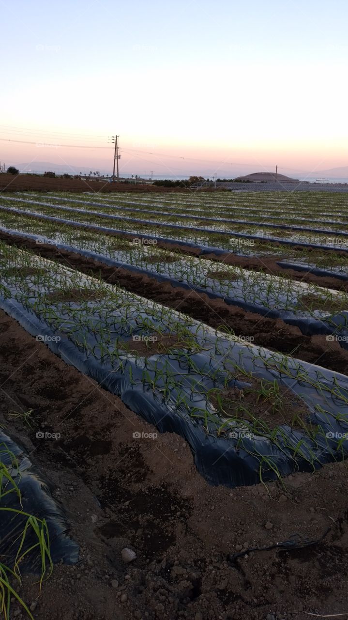 Green onion field