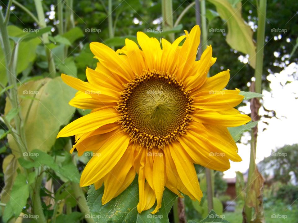 yellow plant