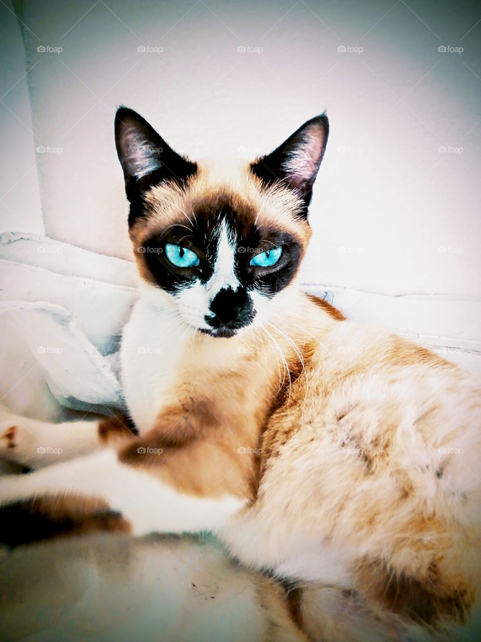 Siamese cat chilling out after a nap. Bright turquoise ice blue eyes. Mesmerizing 