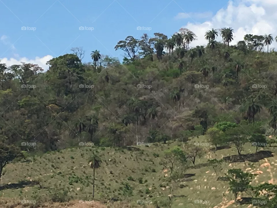 Floresta 